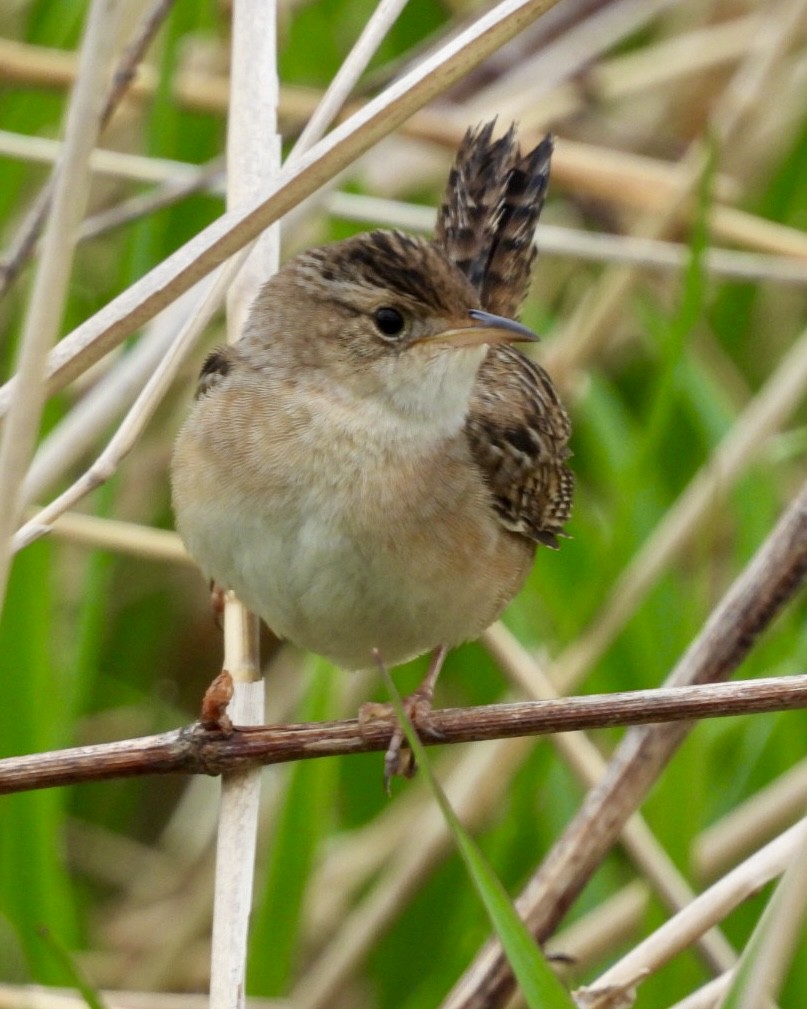 Sedge Wren - ML636251601