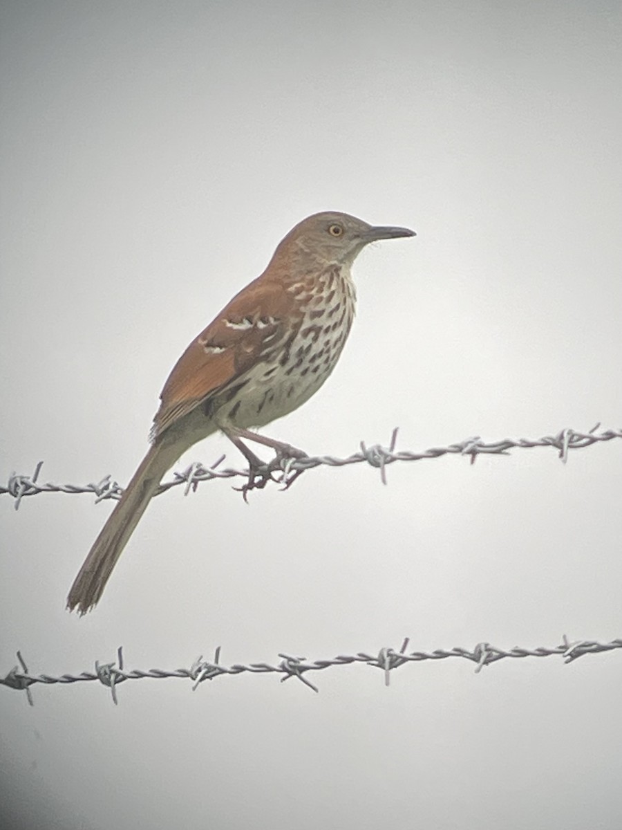 Brown Thrasher - ML636251687
