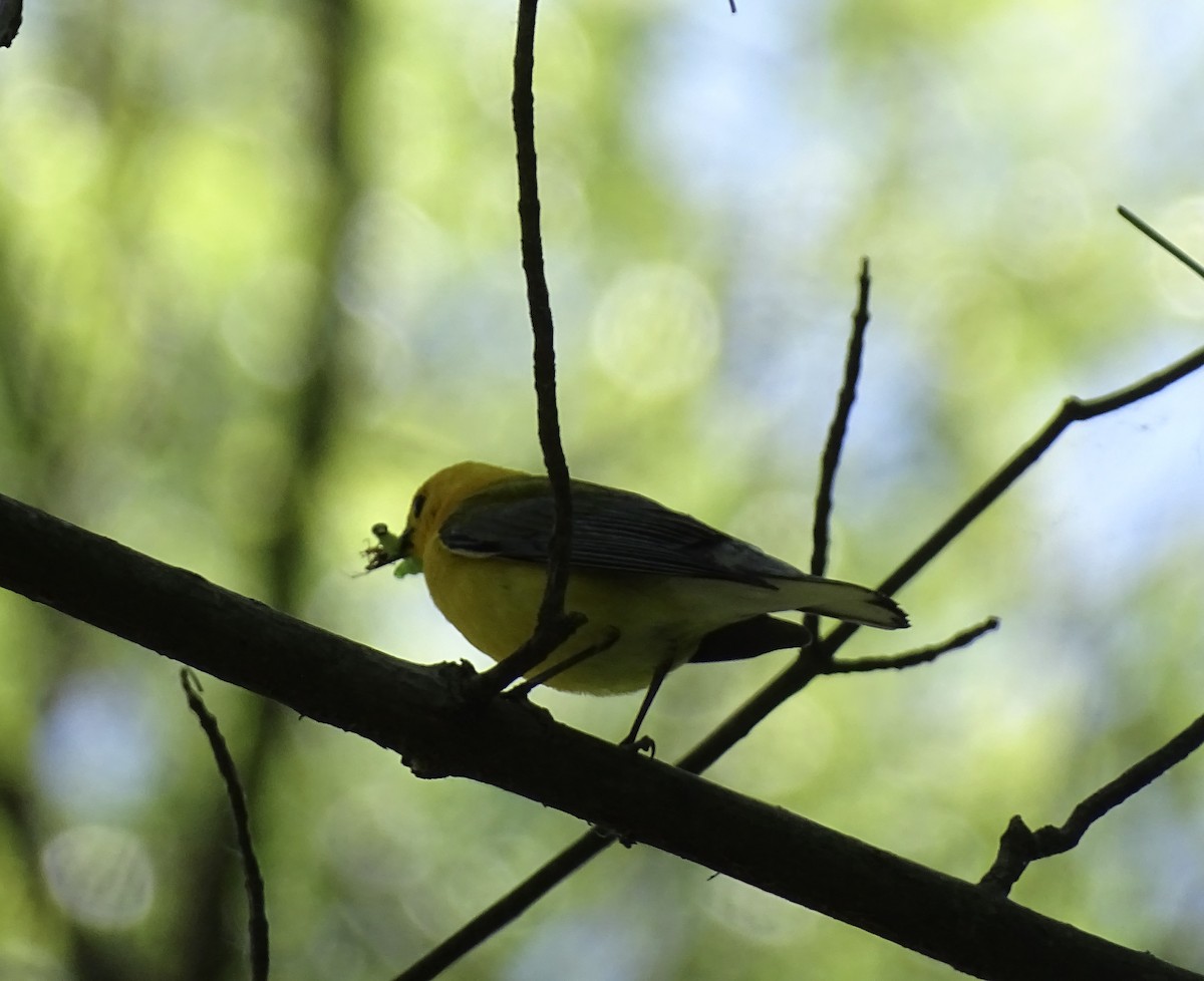 Prothonotary Warbler - ML636251704