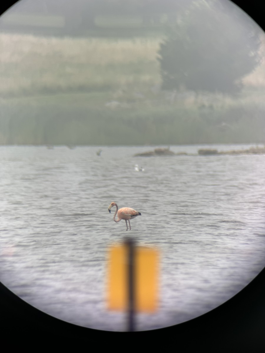 American Flamingo - ML636251717