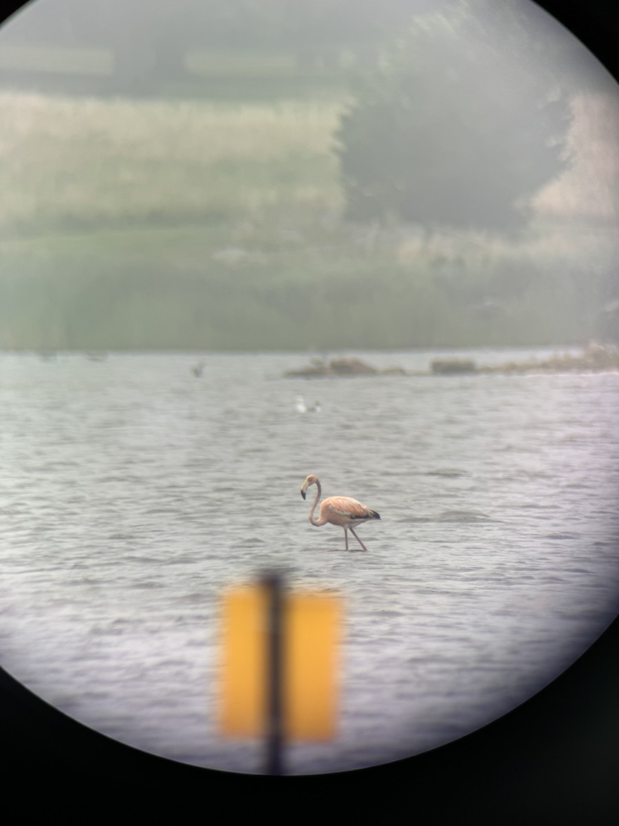 American Flamingo - ML636251718