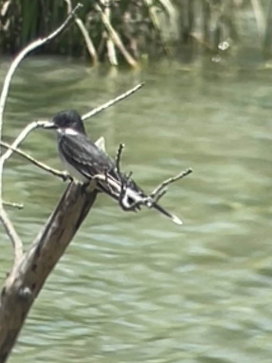 Eastern Kingbird - ML636251769