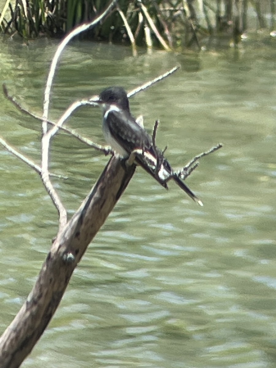 Eastern Kingbird - ML636251770