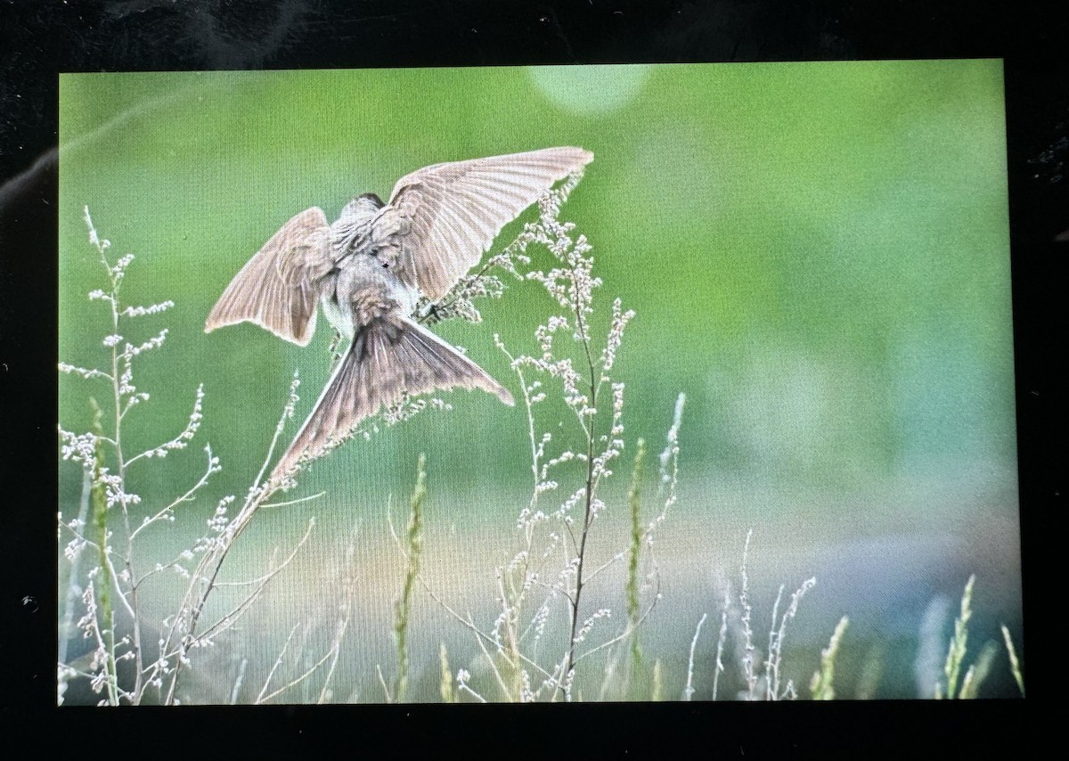 Fork-tailed Flycatcher - ML636251978