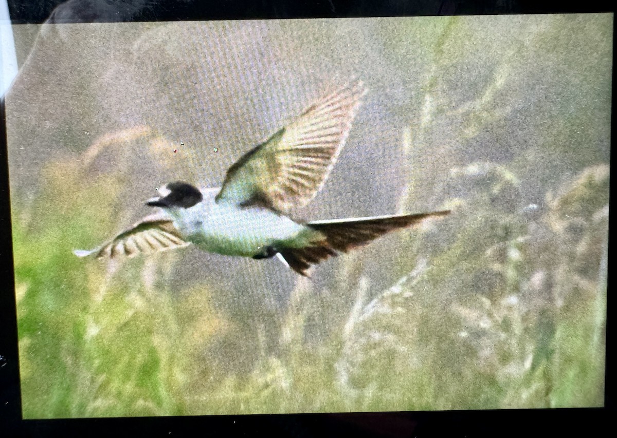 Fork-tailed Flycatcher - ML636251979