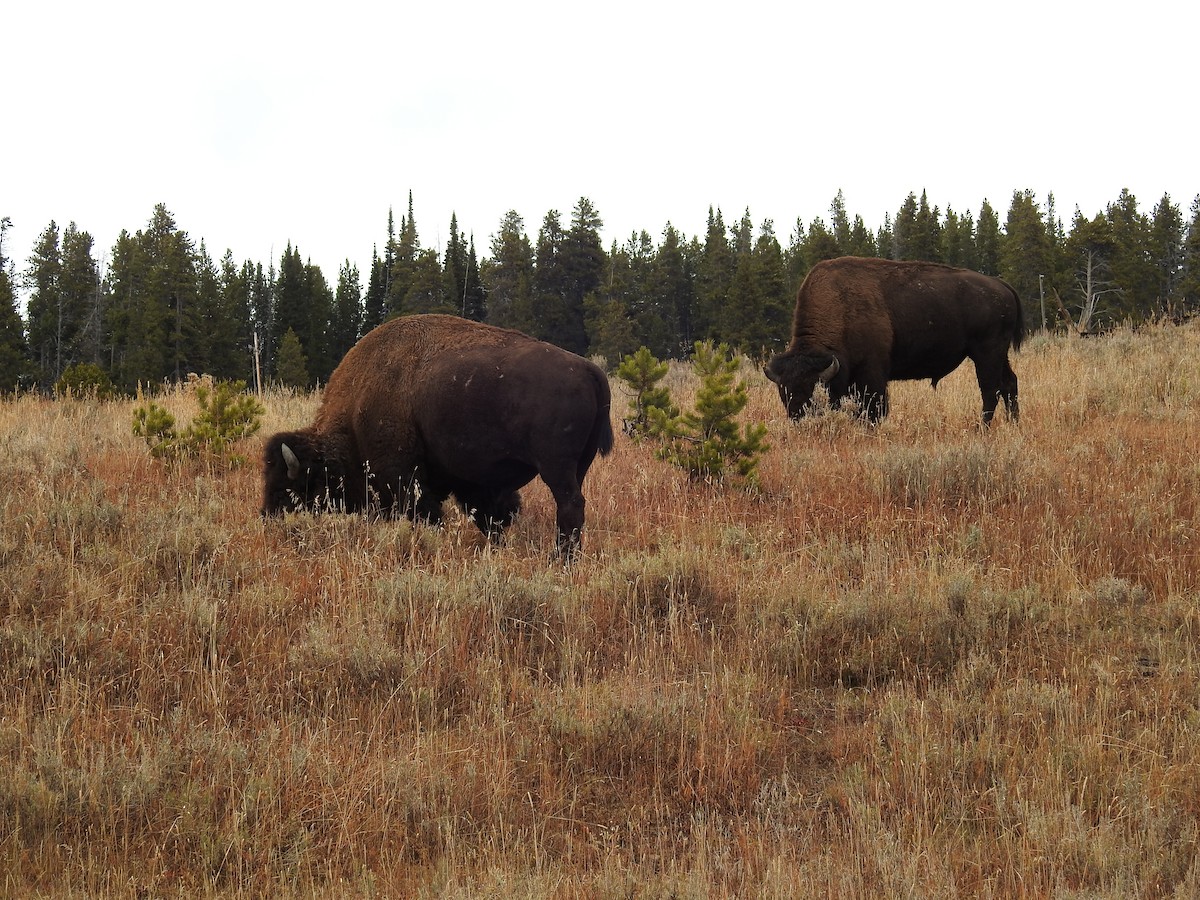 American Bison - ML636252015
