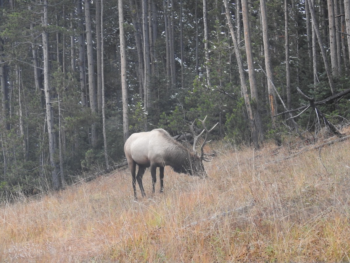 American Elk - ML636252016