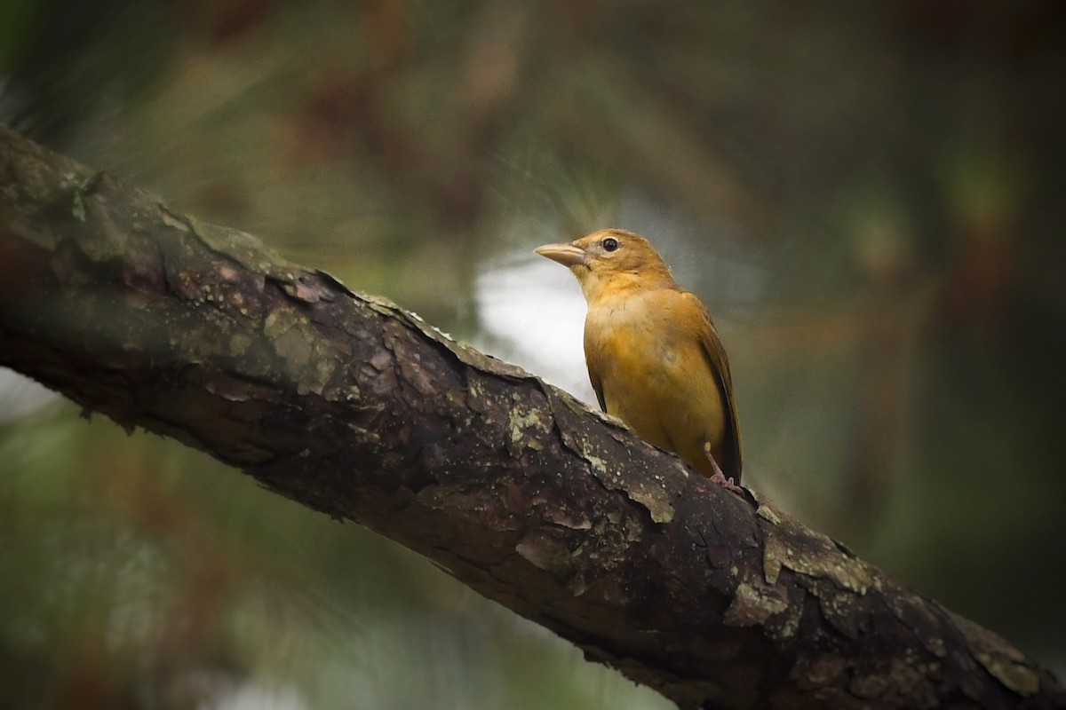 Summer Tanager - ML636252045