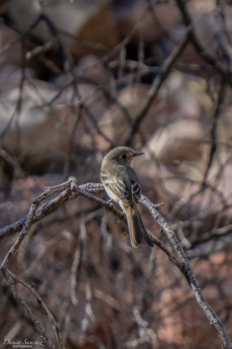 Gray Flycatcher - ML636252072
