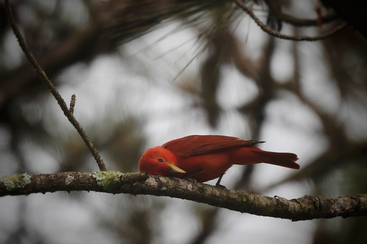 Summer Tanager - ML636252079