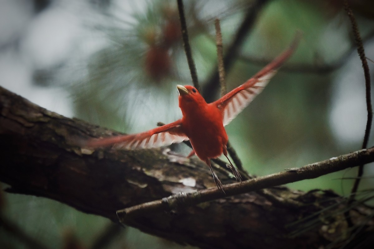 Summer Tanager - ML636252081