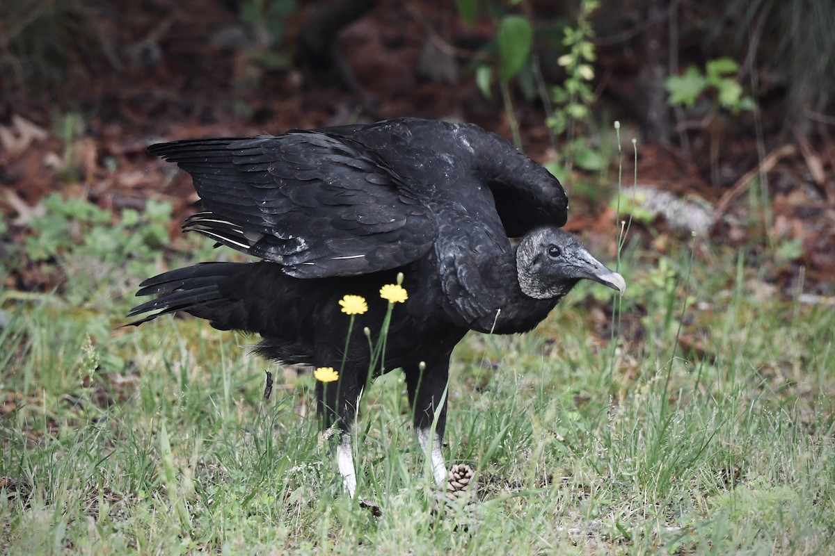 Black Vulture - ML636252133