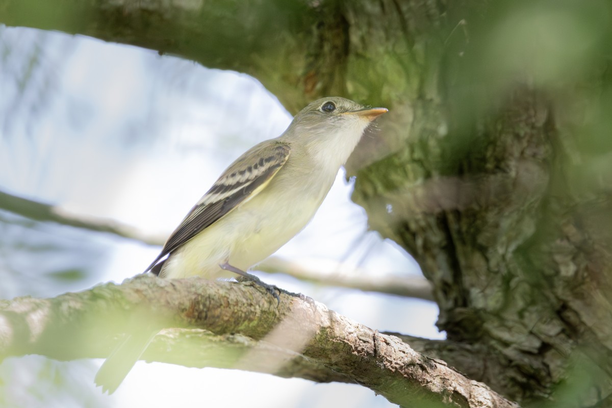 Alder Flycatcher - ML636252164