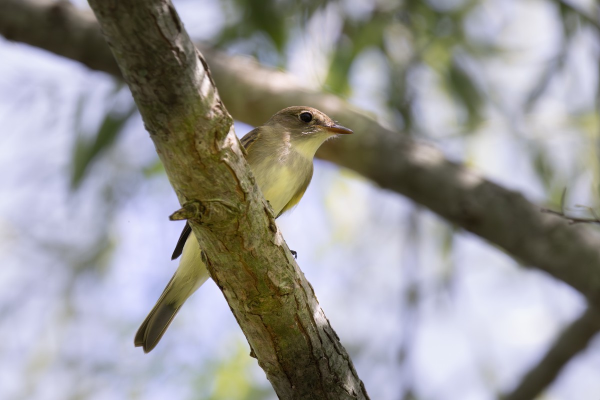 Alder Flycatcher - ML636252165