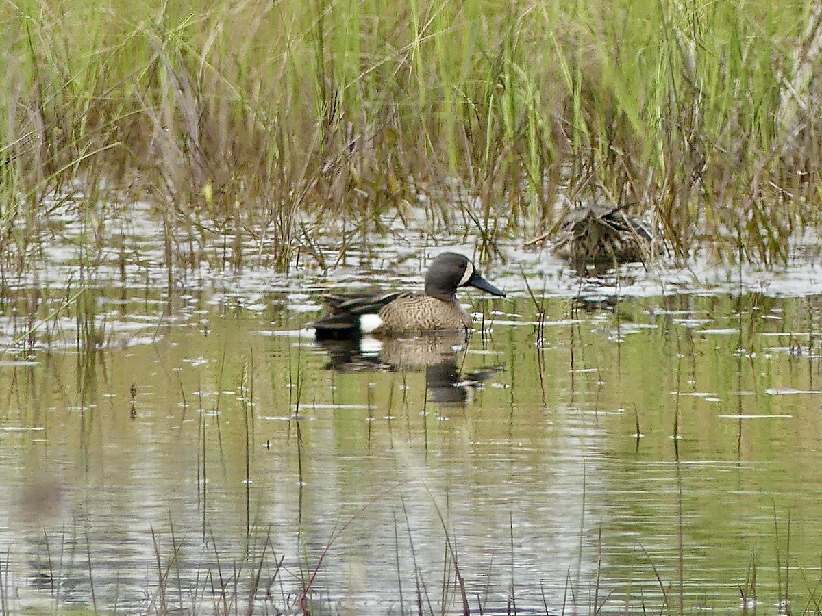 Blue-winged Teal - ML636252272
