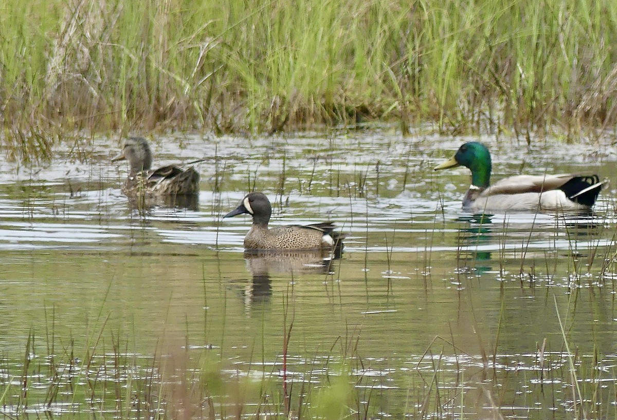 Blue-winged Teal - ML636252273