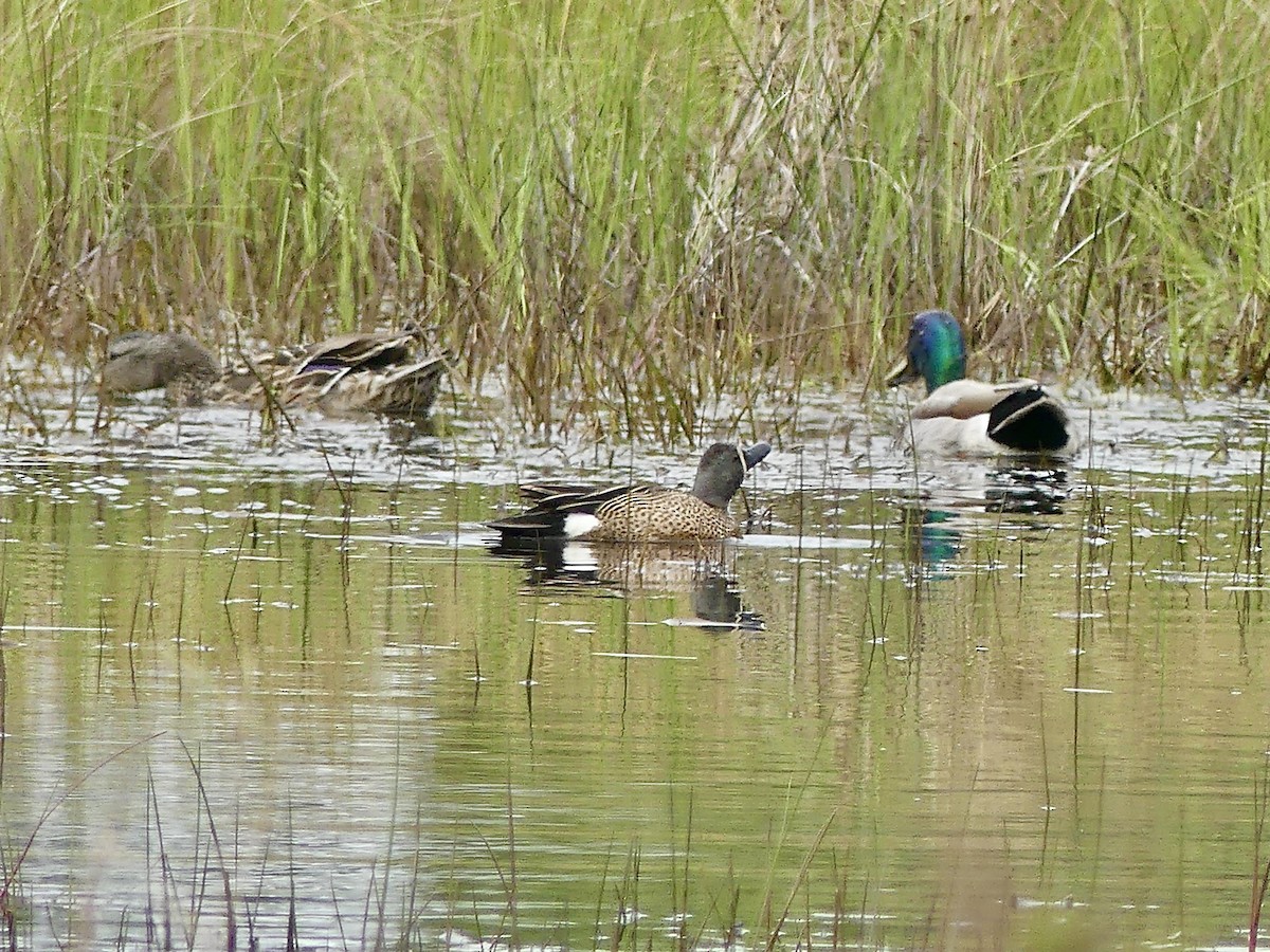 Blue-winged Teal - ML636252274