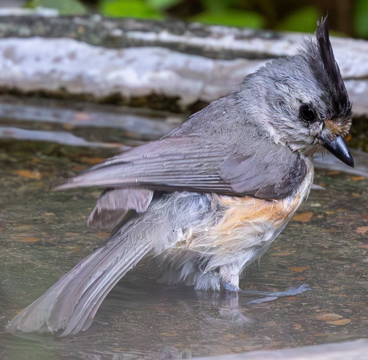 Tufted x Black-crested Titmouse (hybrid) - ML636252336