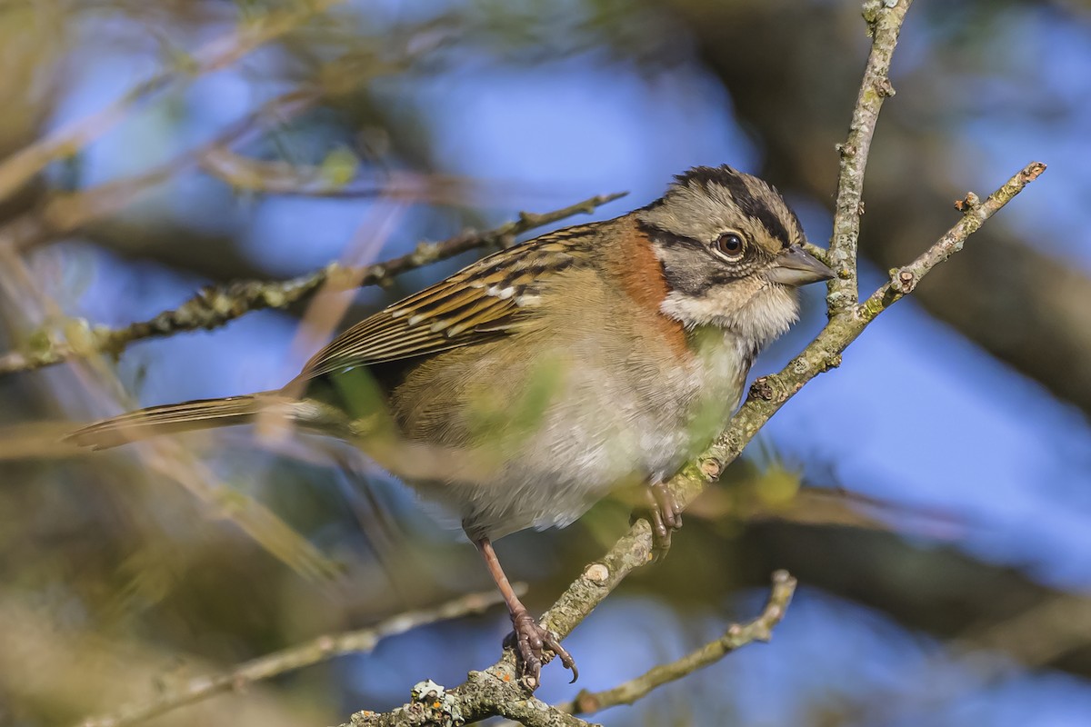 Rufous-collared Sparrow - ML636252337