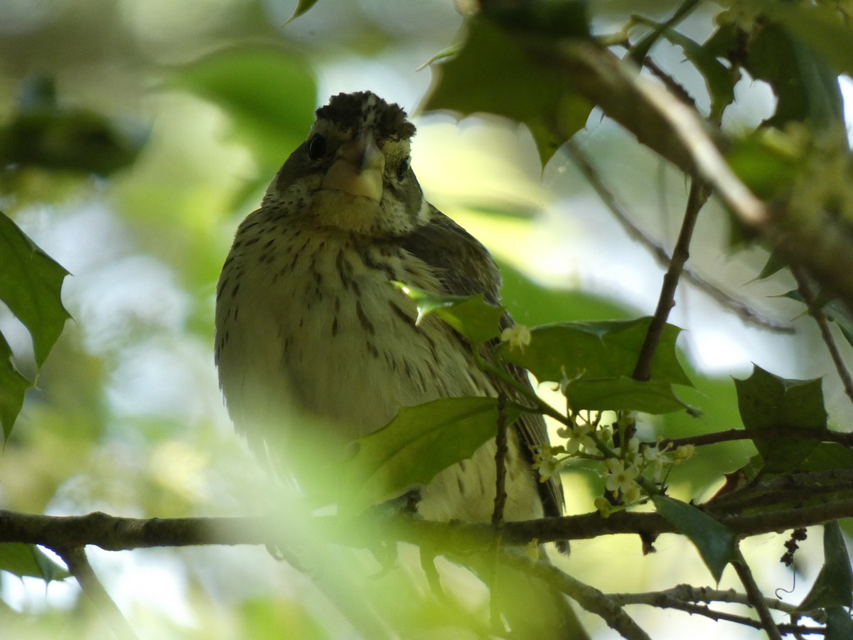 Rose-breasted Grosbeak - ML636252339
