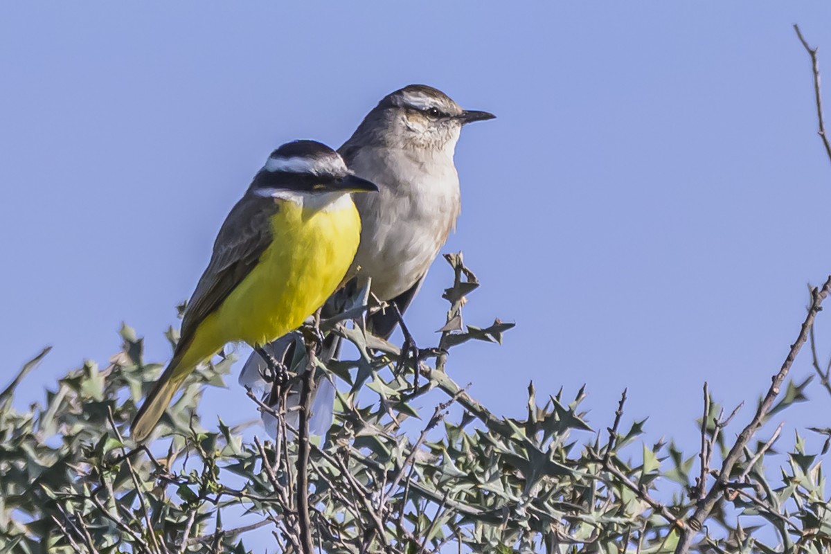 Great Kiskadee - ML636252341