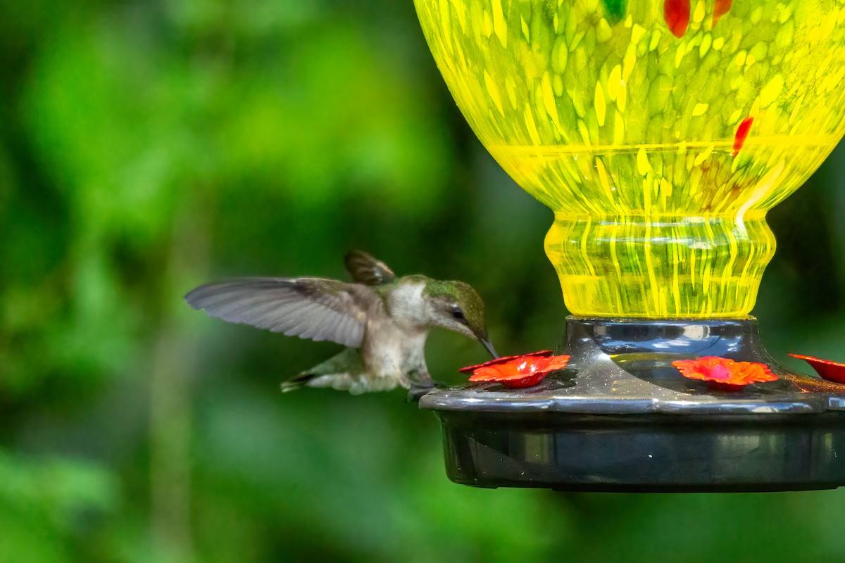 Ruby-throated Hummingbird - ML636252342