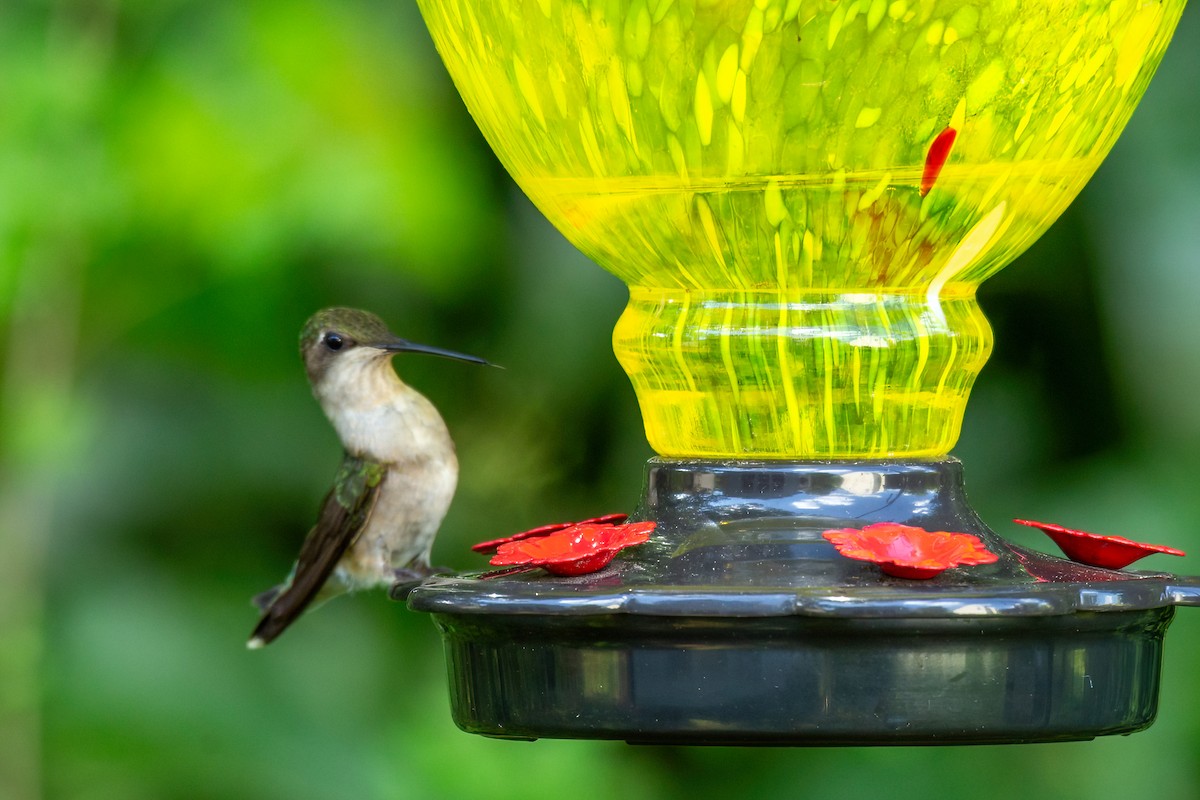Ruby-throated Hummingbird - ML636252343