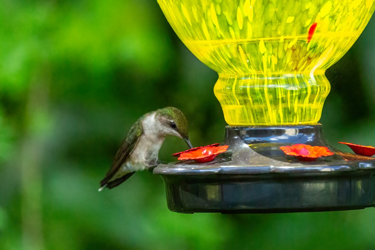 Ruby-throated Hummingbird - ML636252344