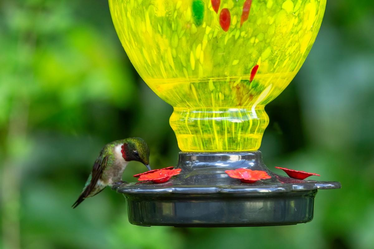 Ruby-throated Hummingbird - ML636252346