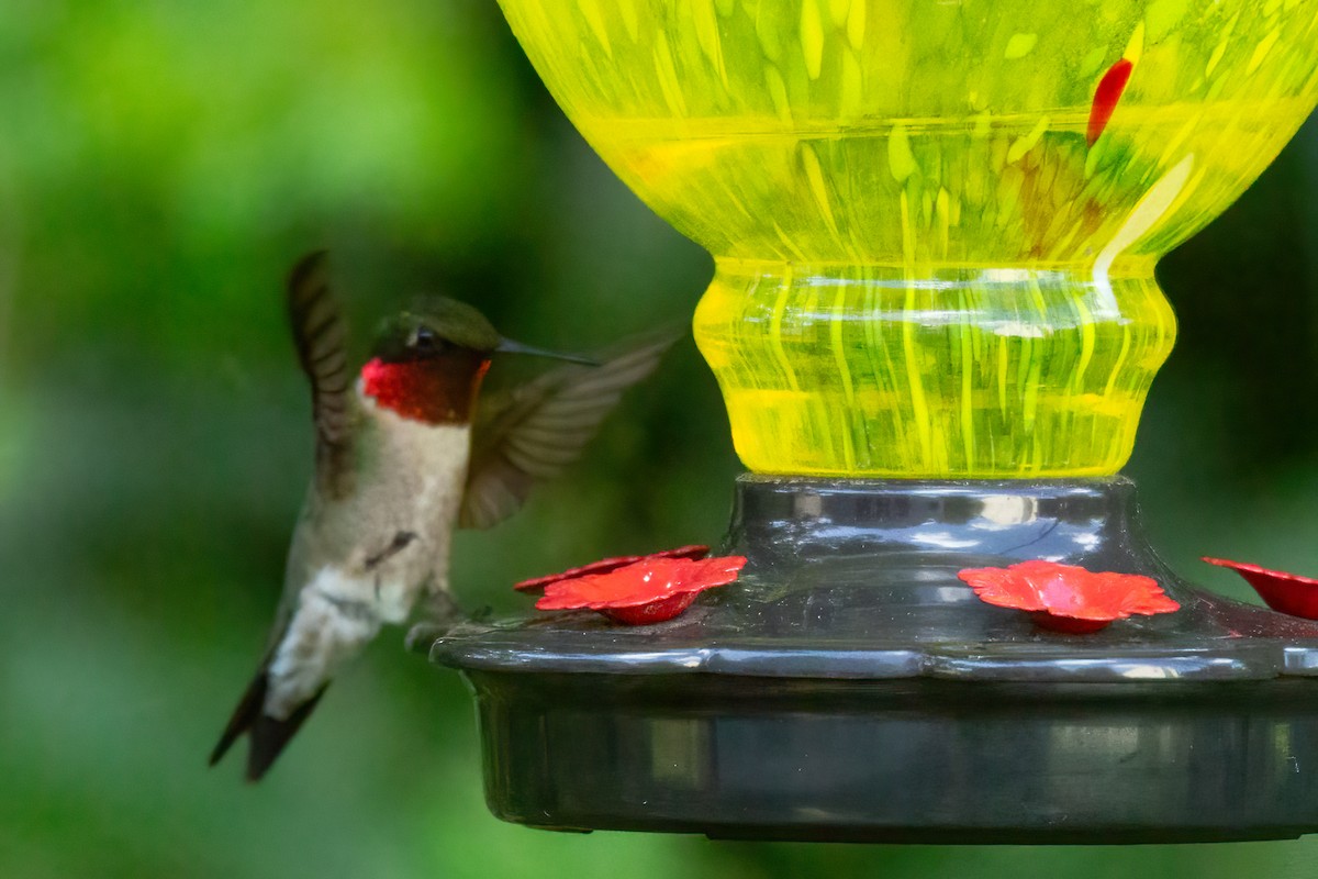 Ruby-throated Hummingbird - ML636252347