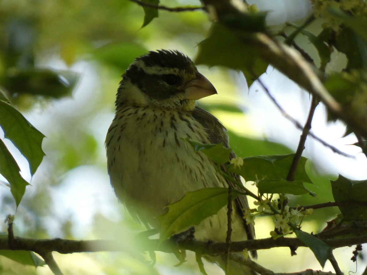 Rose-breasted Grosbeak - ML636252351