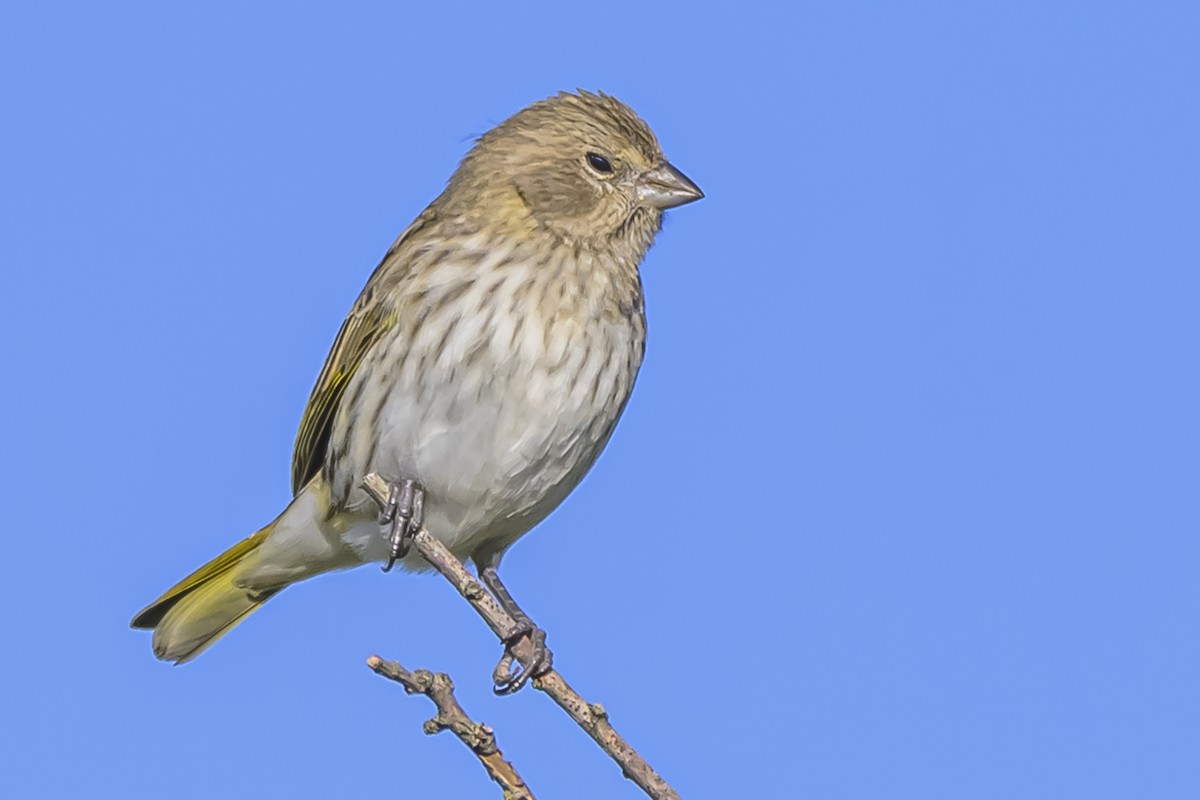 Saffron Finch - ML636252353