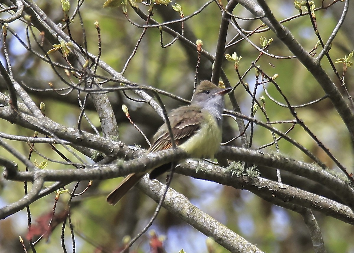 Great Crested Flycatcher - ML636252354