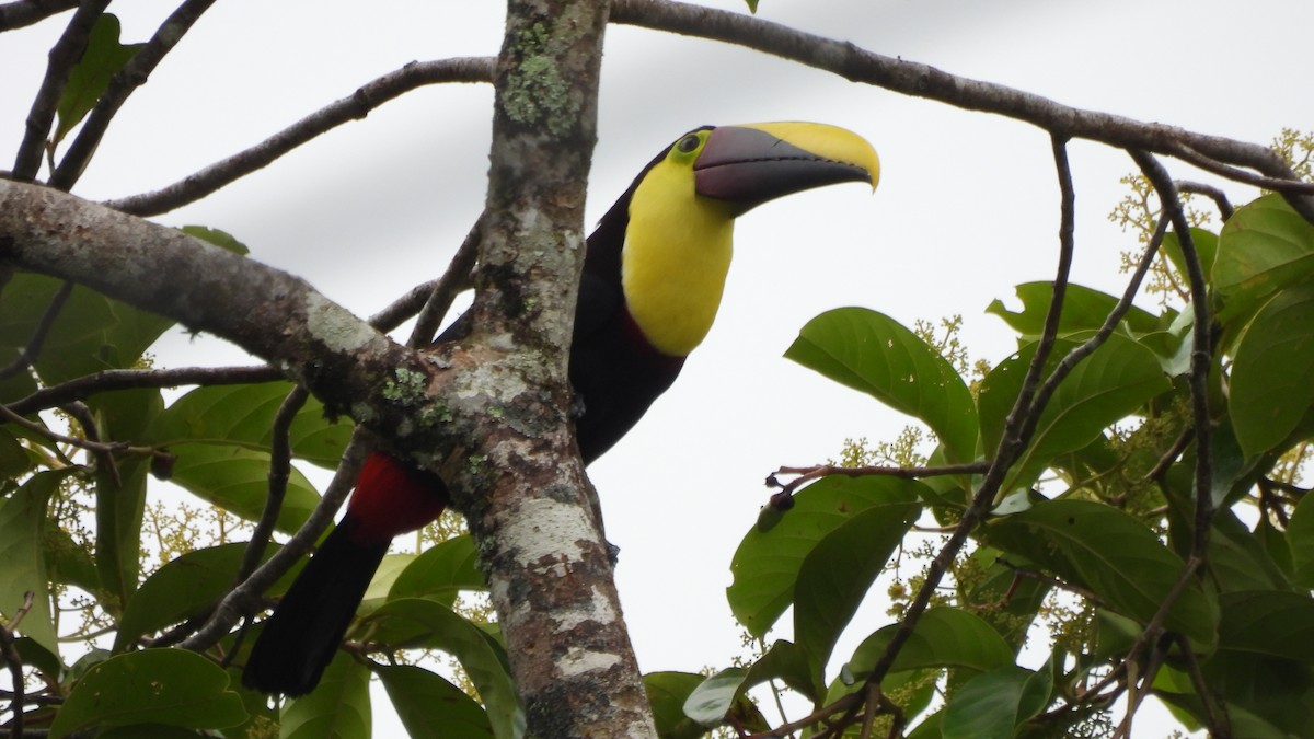 Yellow-throated Toucan - ML636252356