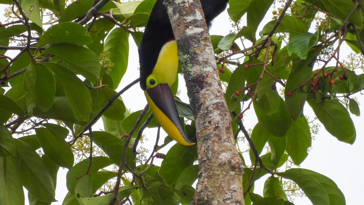 Yellow-throated Toucan - ML636252357