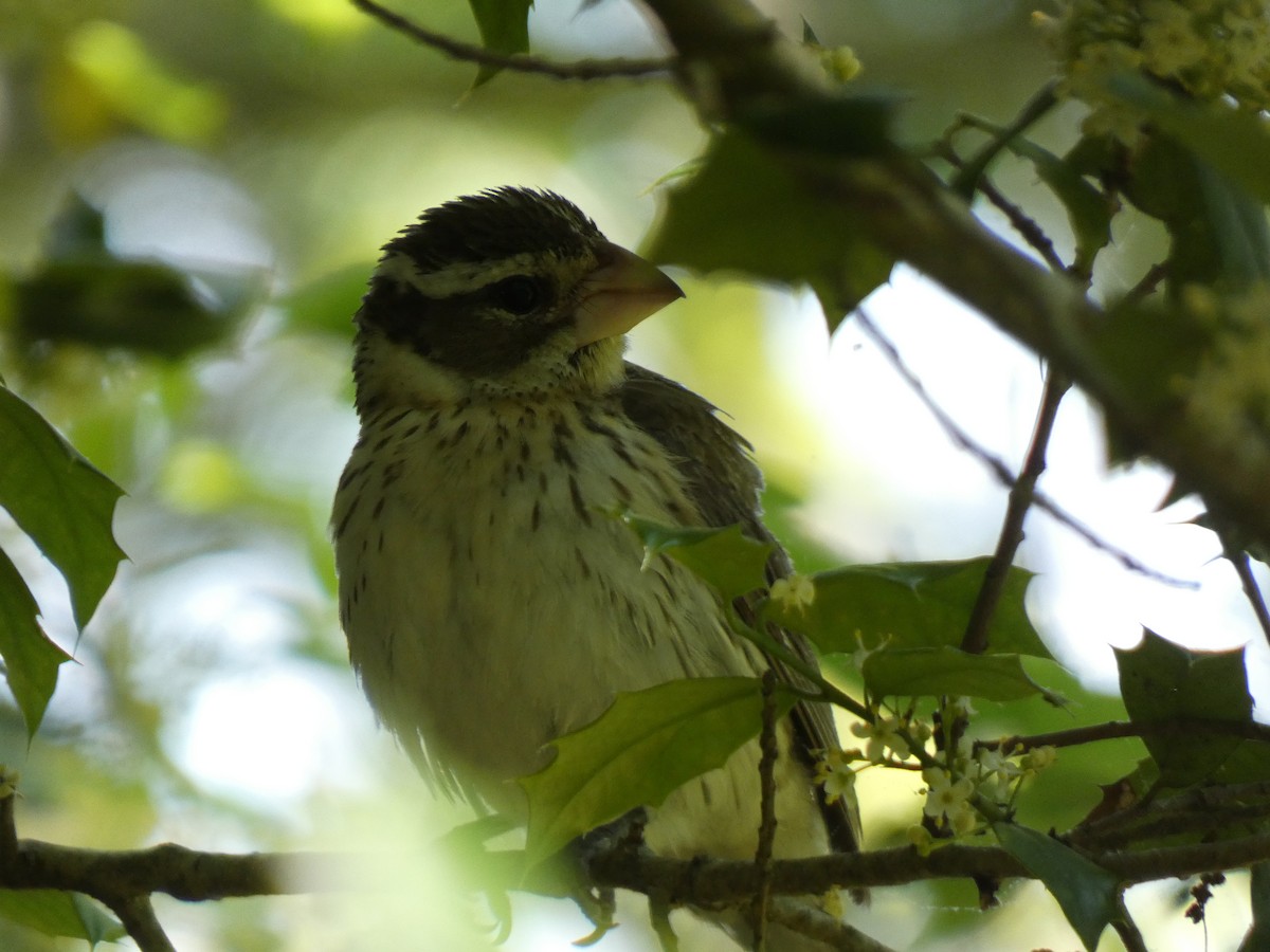 Rose-breasted Grosbeak - ML636252360