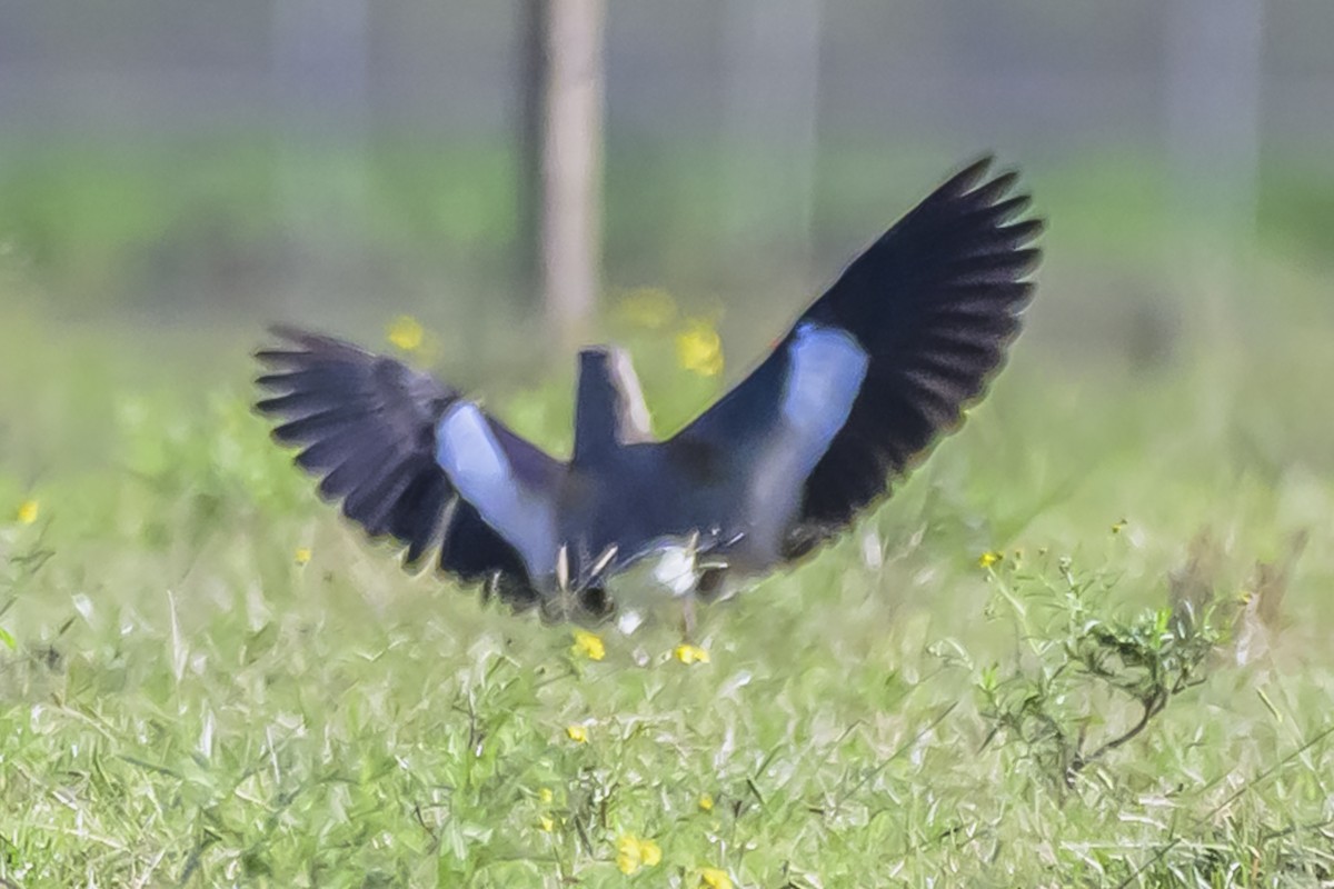 Southern Lapwing - ML636252367