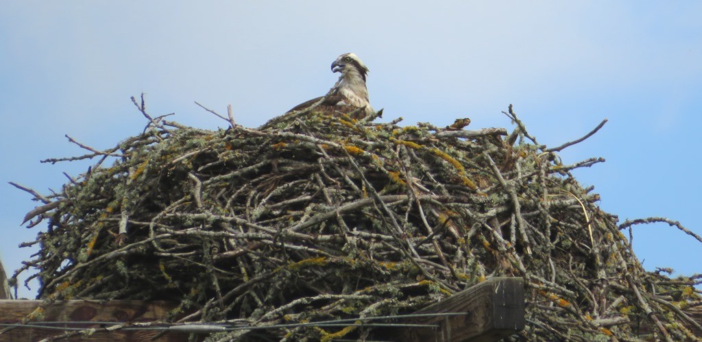 Falco pescatore - ML636252368