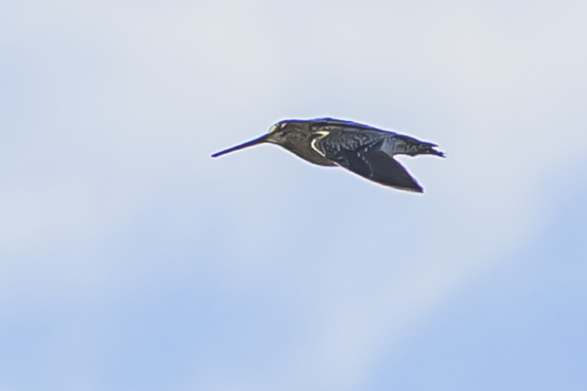 Pantanal Snipe - ML636252424