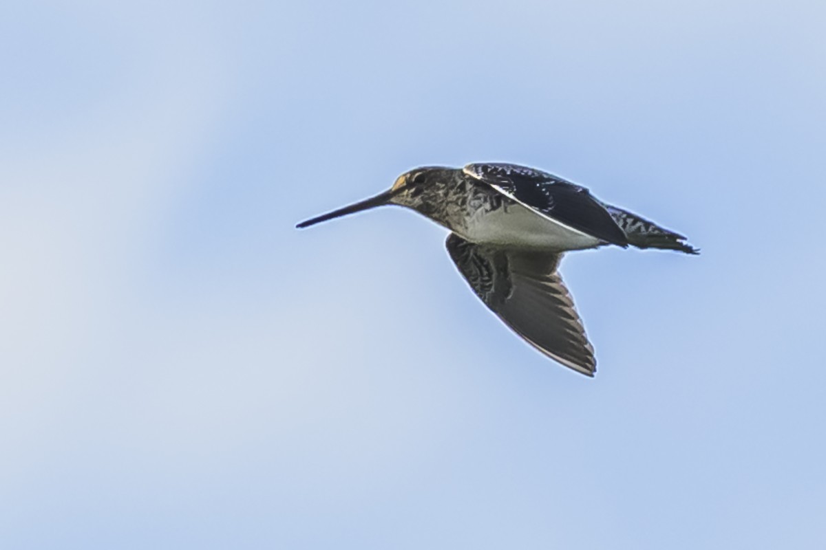 Pantanal Snipe - ML636252426