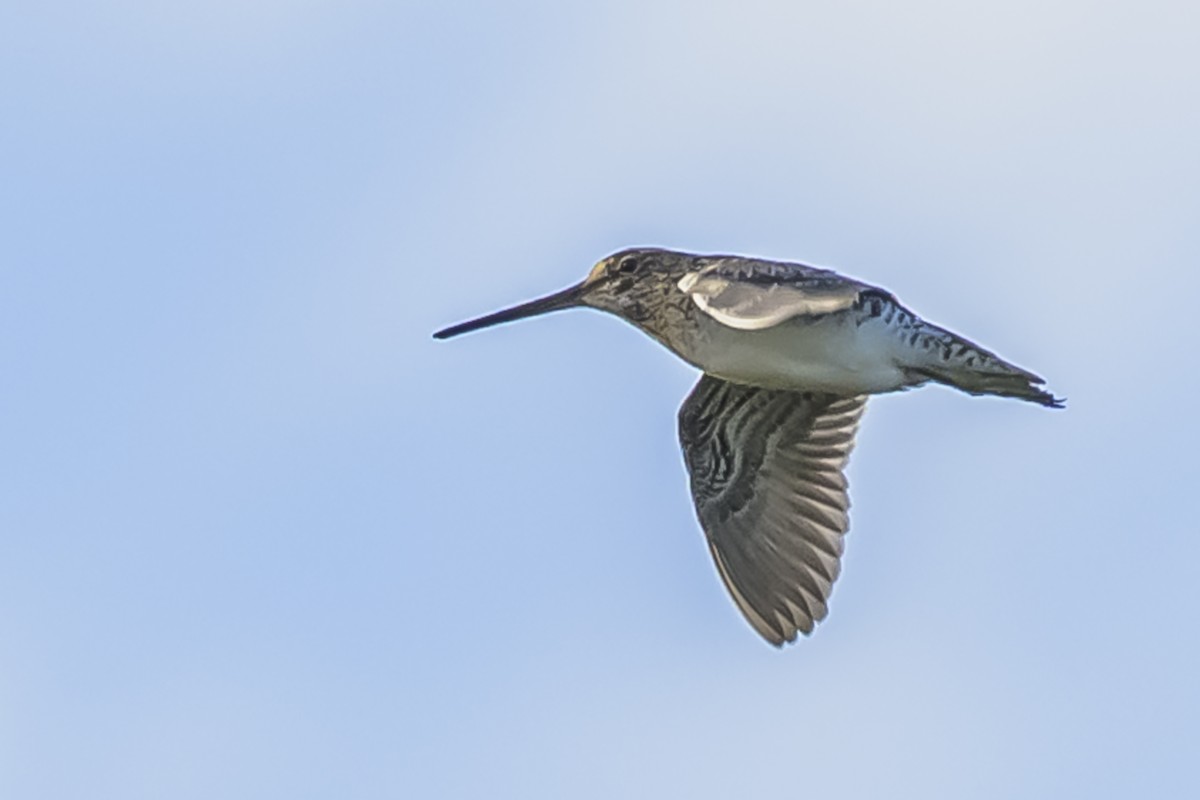 Pantanal Snipe - ML636252428