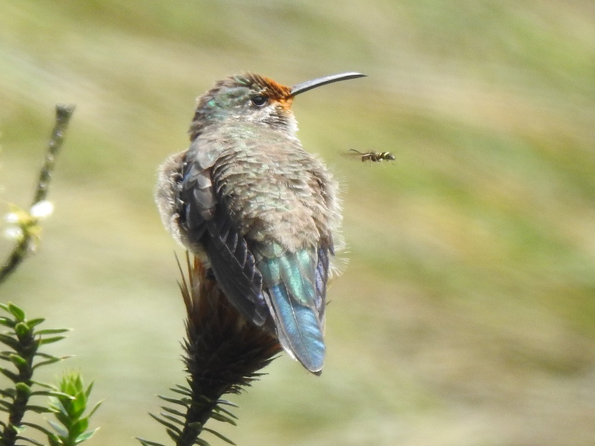 Ecuadorian Hillstar - ML636252496