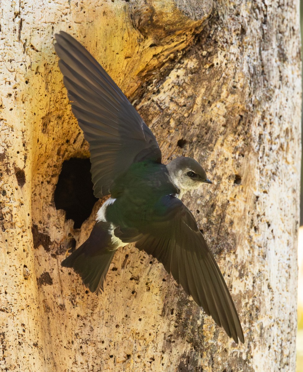 Violet-green Swallow - ML636252682