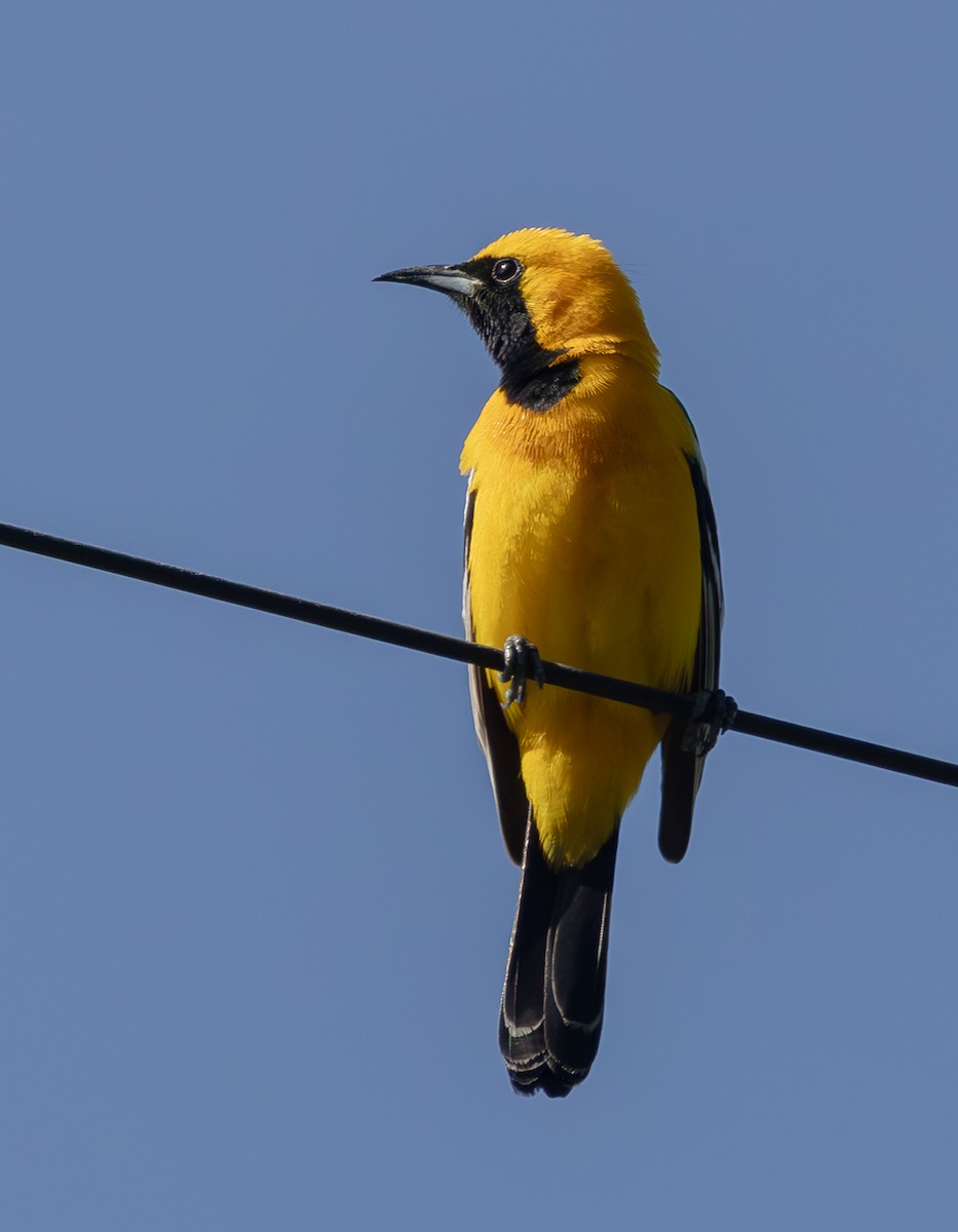 Hooded Oriole - ML636252710