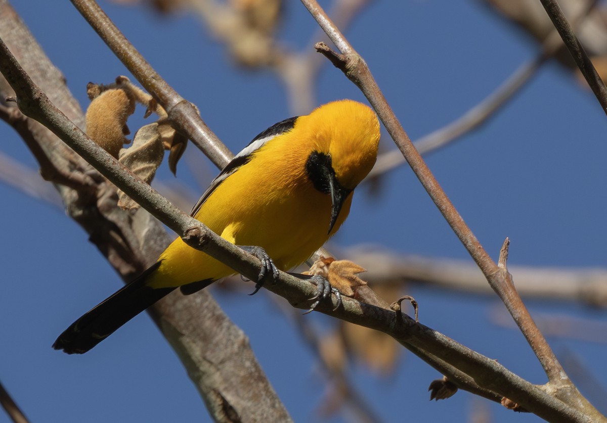 Hooded Oriole - ML636252711