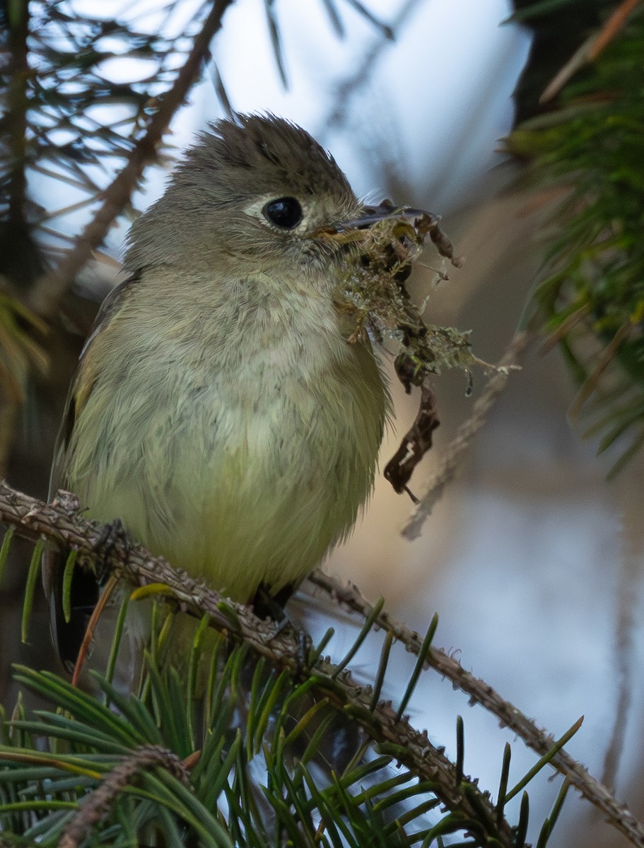 Western Flycatcher (Pacific-slope) - ML636252804