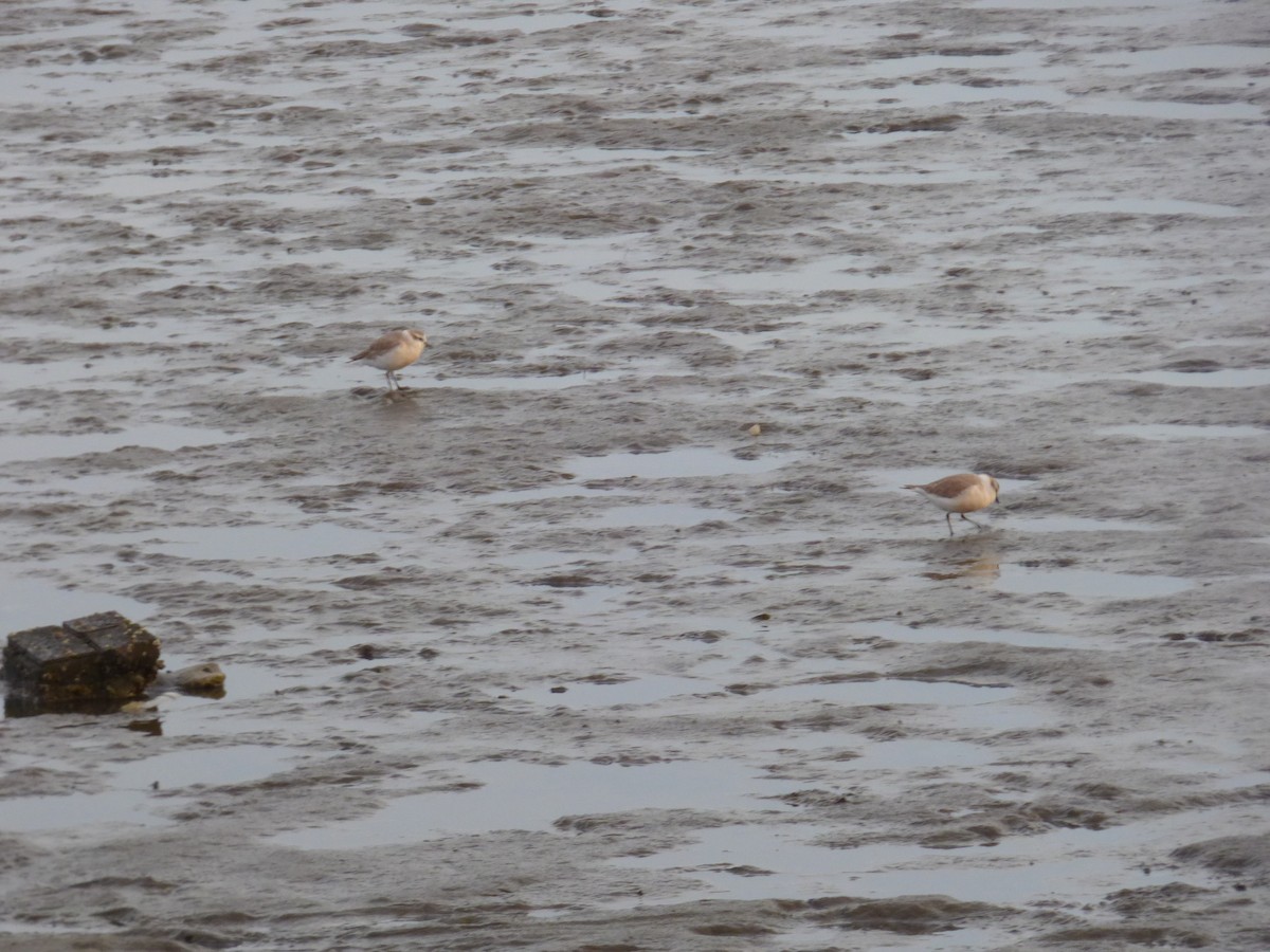 White-fronted Plover - Bill Crins