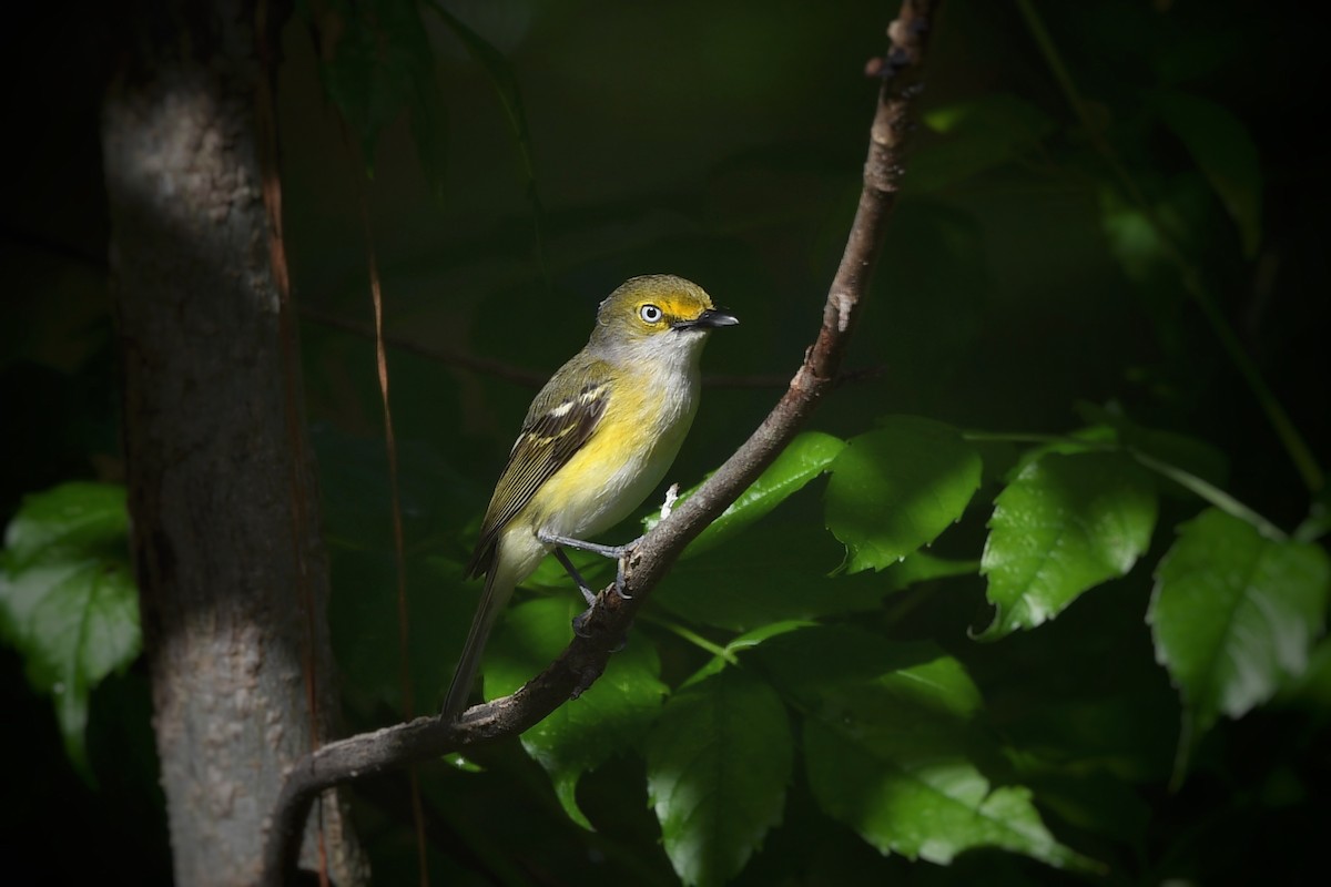 White-eyed Vireo - ML636252878
