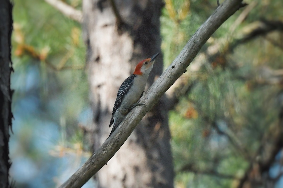 Red-bellied Woodpecker - ML636252919