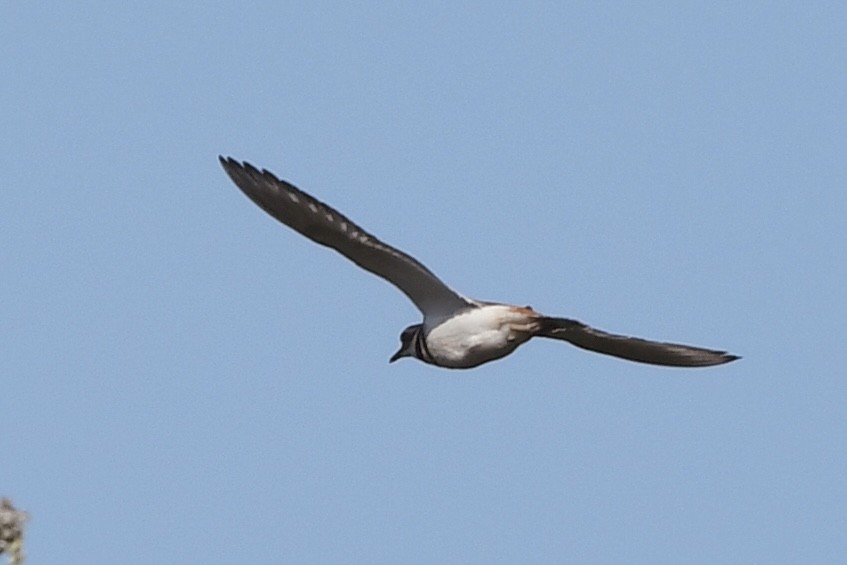 Killdeer - ML636252998